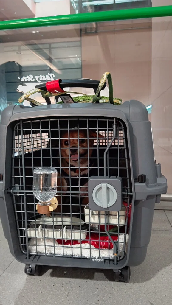 Exported a pet dog to the Philippines