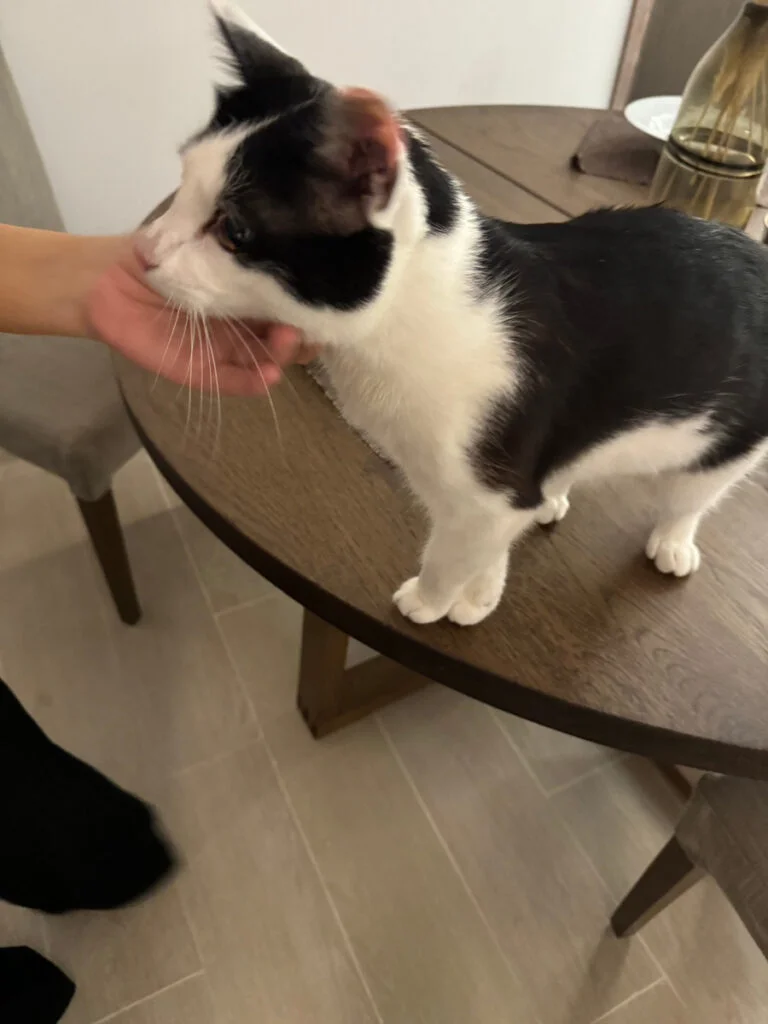 Exported one beloved cat to Dubai.
