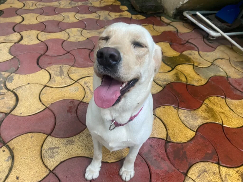 Exported a pet dog to Thailand.