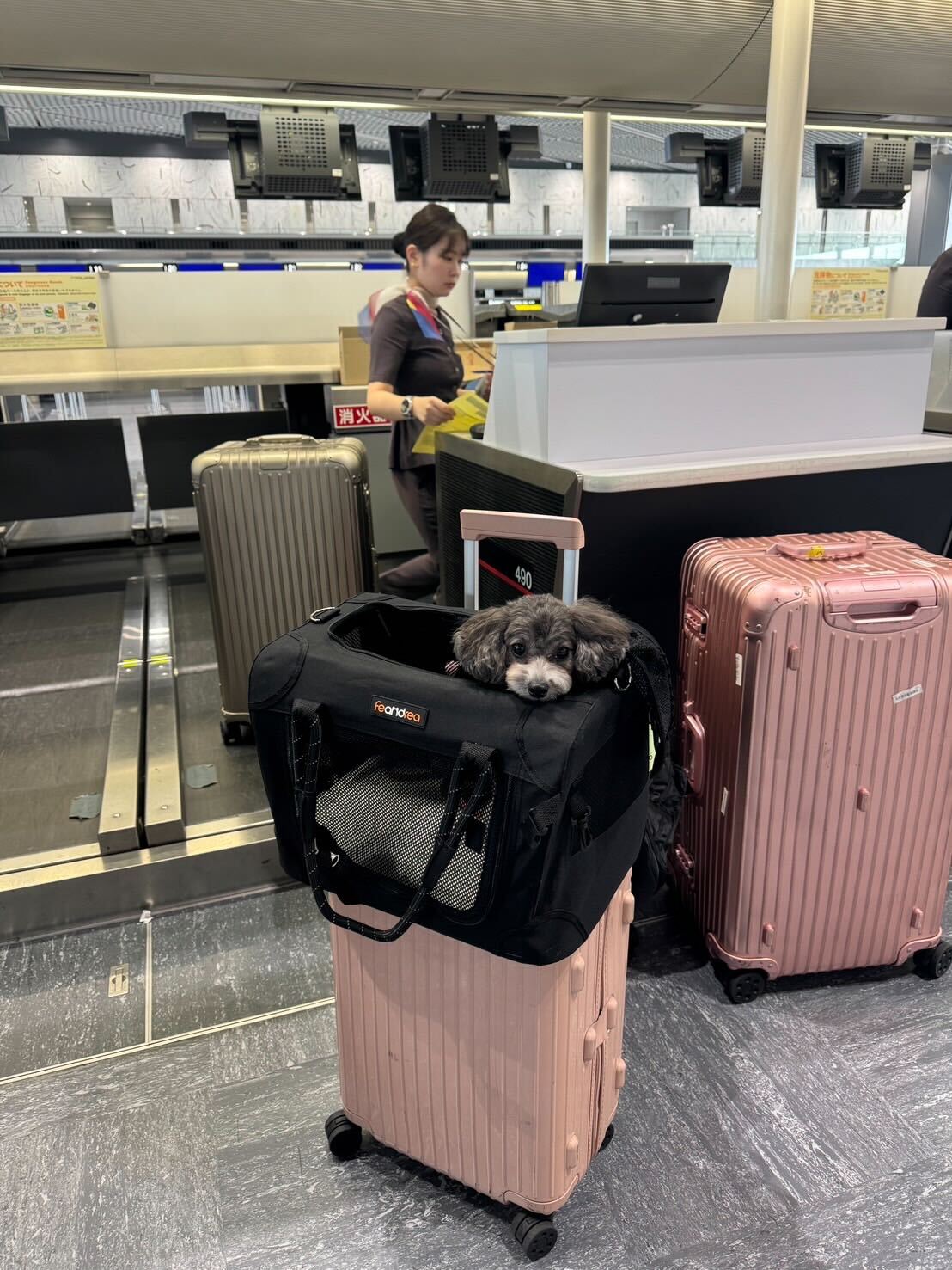 Hemos ayudado a organizar un viaje corto a Tailandia con su perro (con servicio de ida y vuelta)