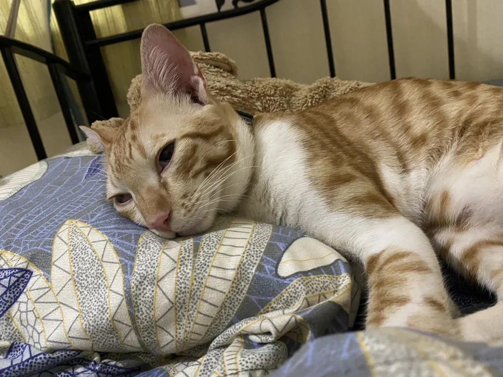 Exported one beloved cat to the U.S. (New York)