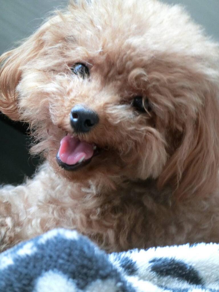 Exported one of our dogs to Korea.