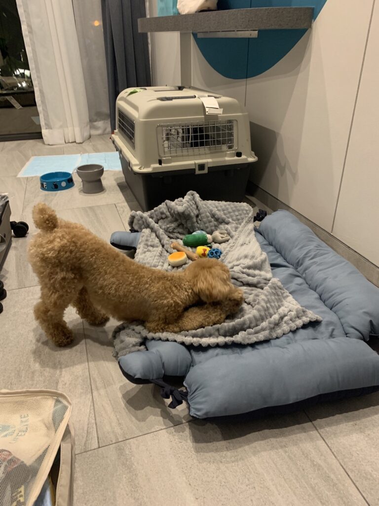 Exported one pet dog to Thailand (Phuket)