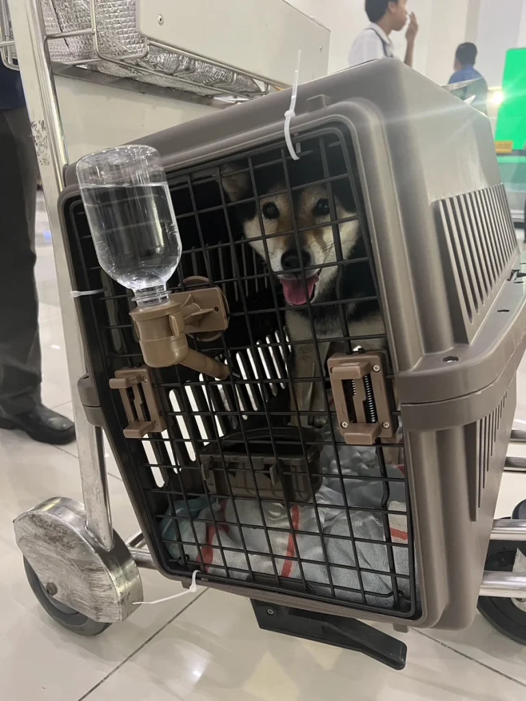 Exported one pet dog to Indonesia