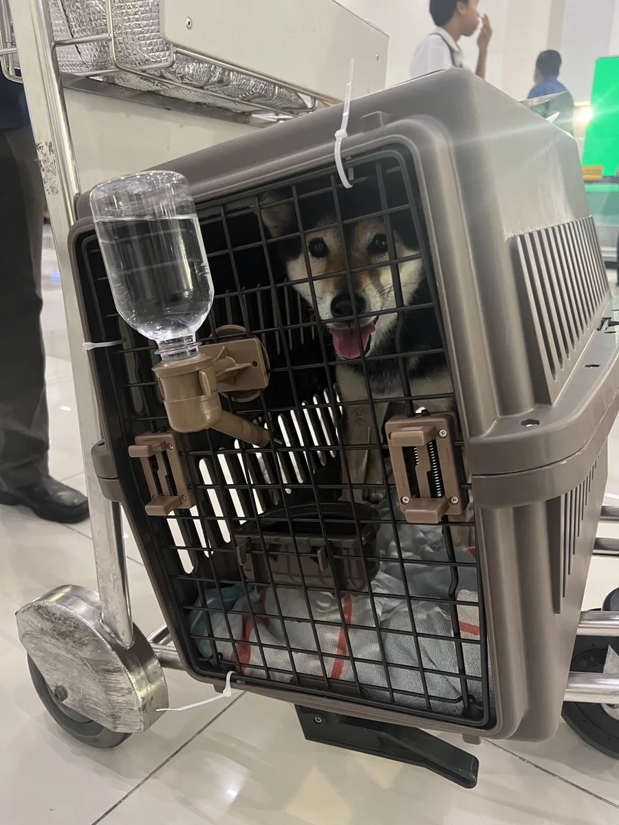 Hemos exportado un perrito a Indonesia