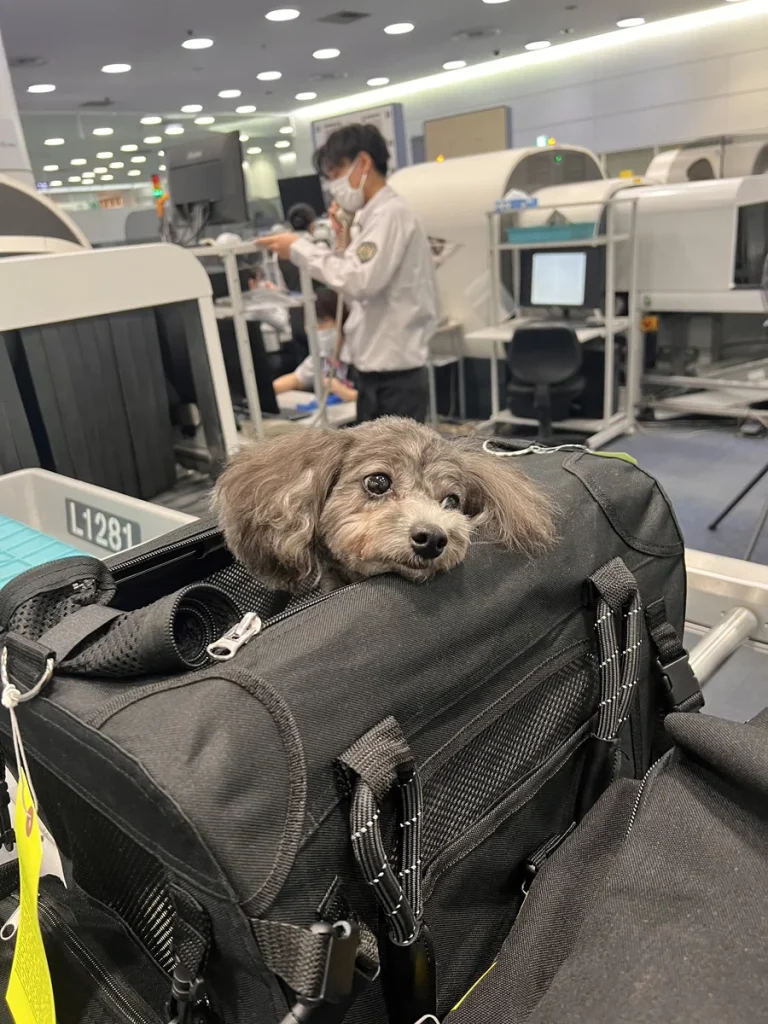 Exported one pet dog to the U.S. (Miami)