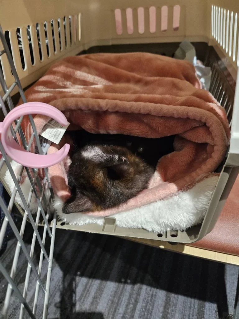 Exported one of our beloved cats to Korea.