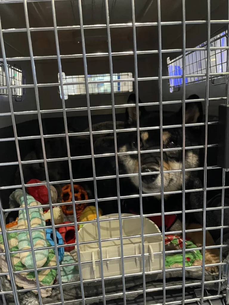 Exported one pet dog to the U.S. (Los Angeles)