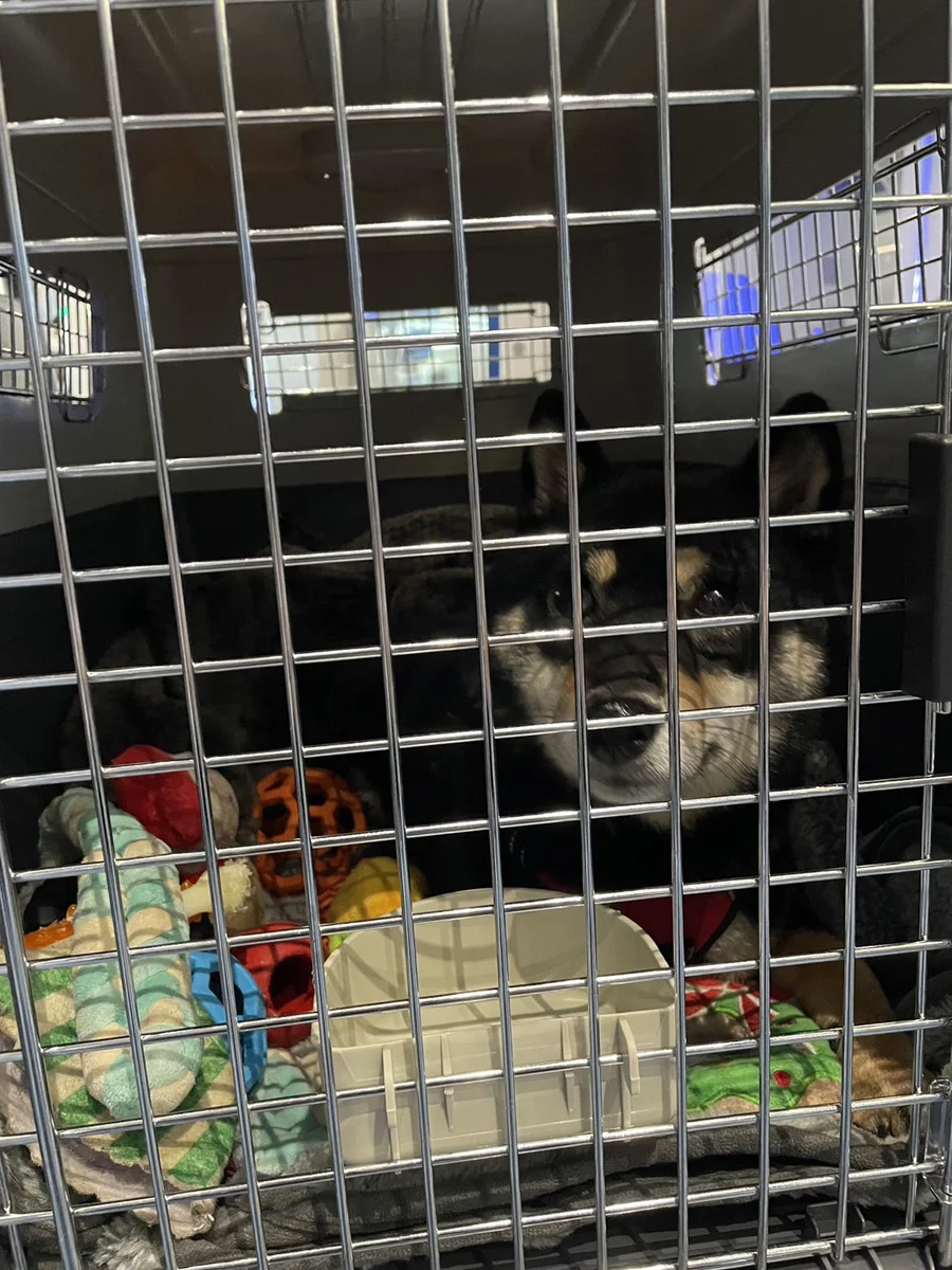 Hemos exportado a Estados Unidos (Los Ángeles) a un perrito