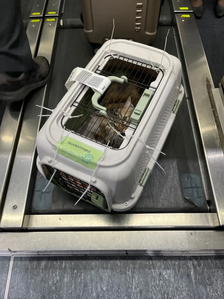 Exported one beloved cat to Vietnam (Hanoi)