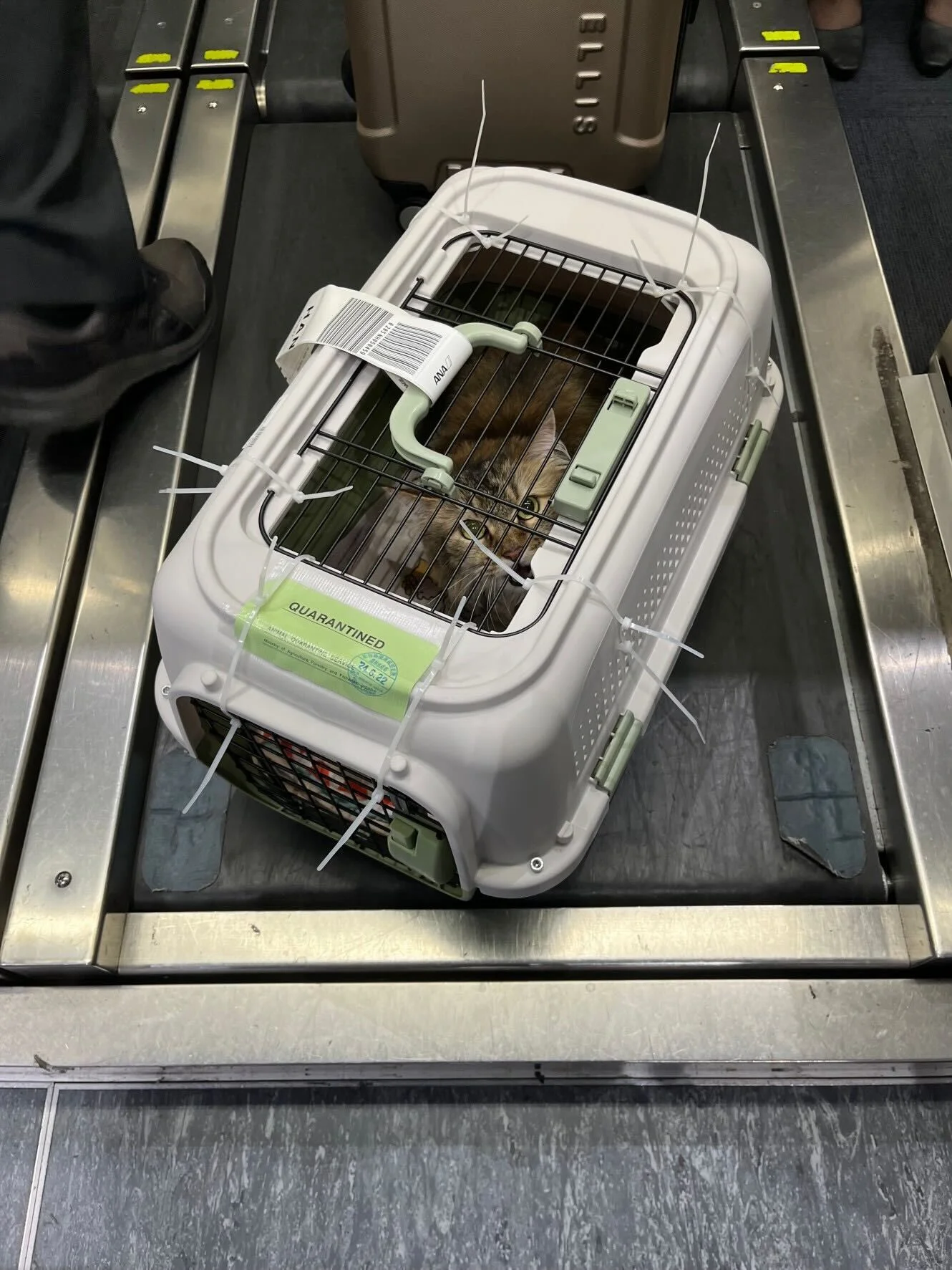 He exportado a Vietnam (Hanoi) a mi gatito