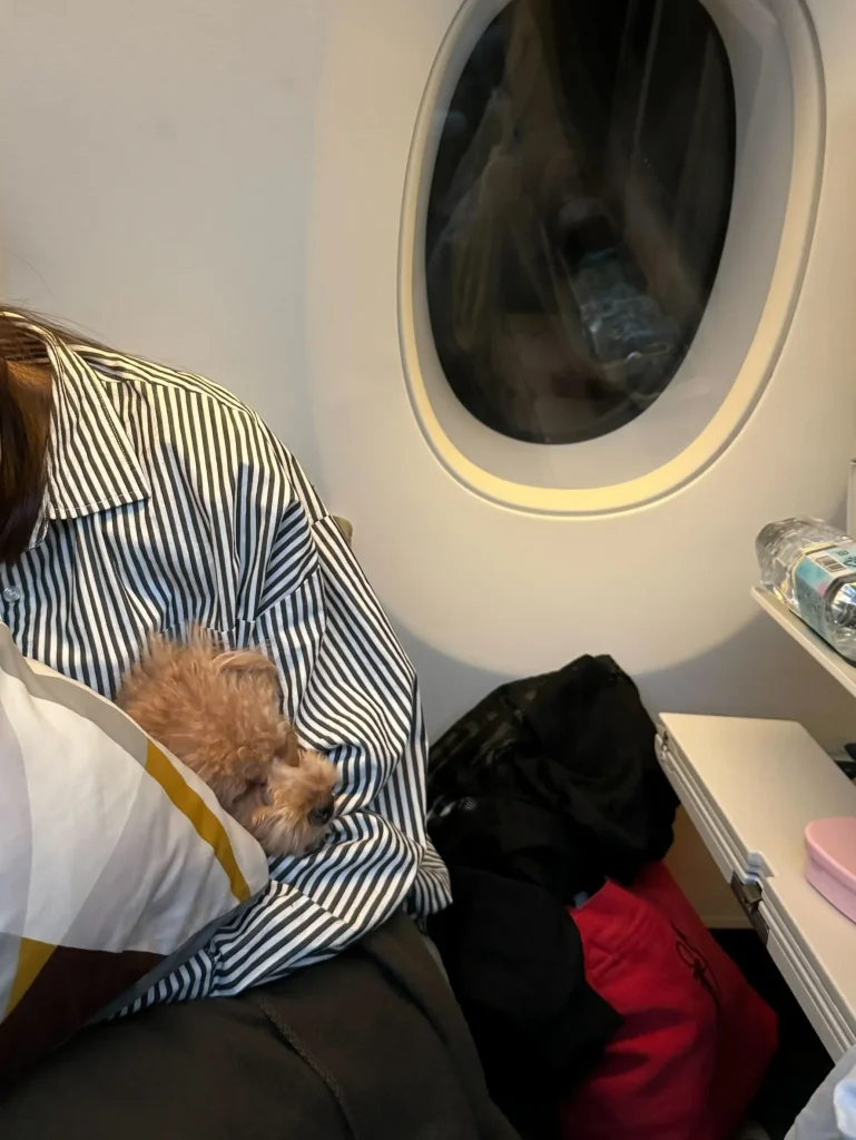 Exported one pet dog to Dubai.