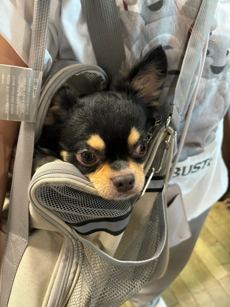 Exported one pet dog to Indonesia