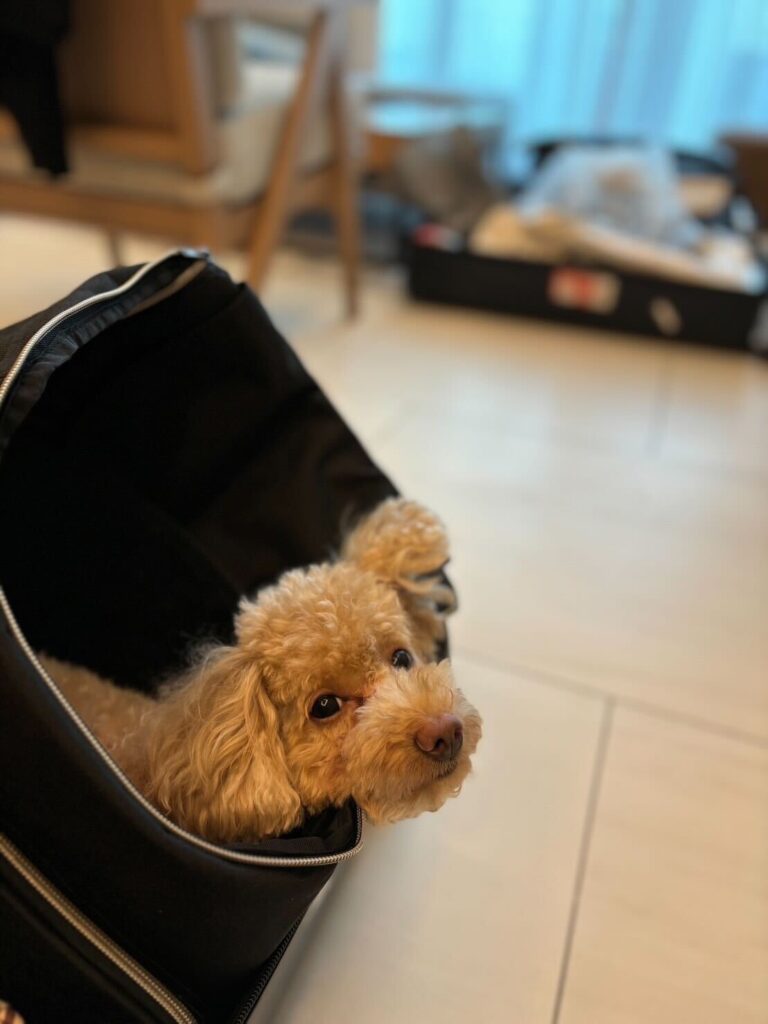 Exported one pet dog to UAE (entered Dubai via Abu Dhabi)