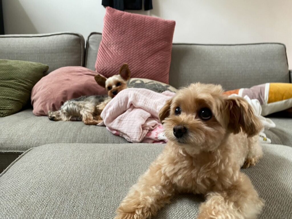 Exported two pet dogs to the Netherlands.