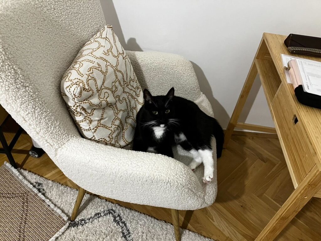 Exported one beloved cat to Hungary.