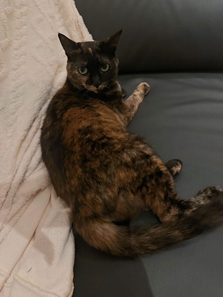Exported one beloved cat to Thailand.
