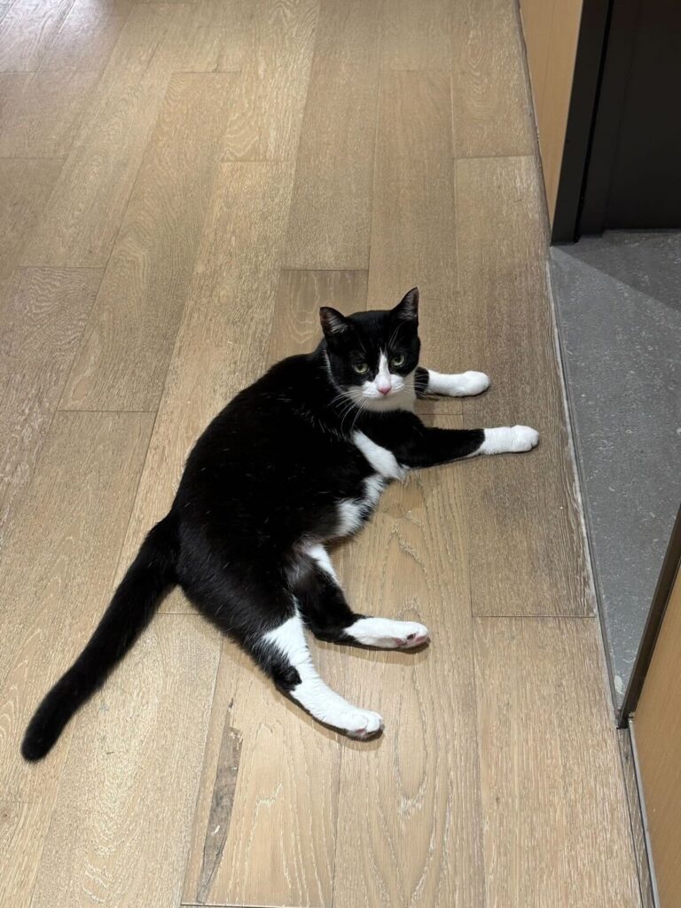 We exported one of our beloved cats to China.