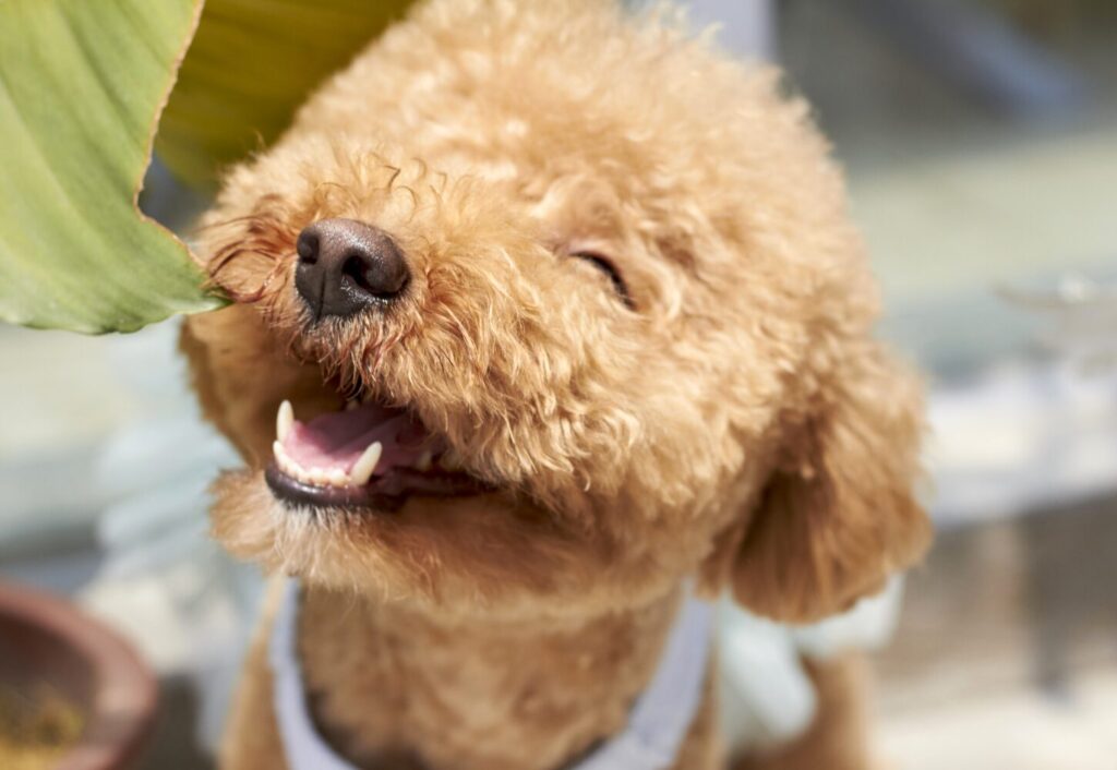One pet dog was exported to Germany.