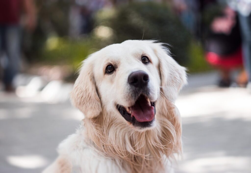 Exported one pet dog to the U.S. (international cargo service)