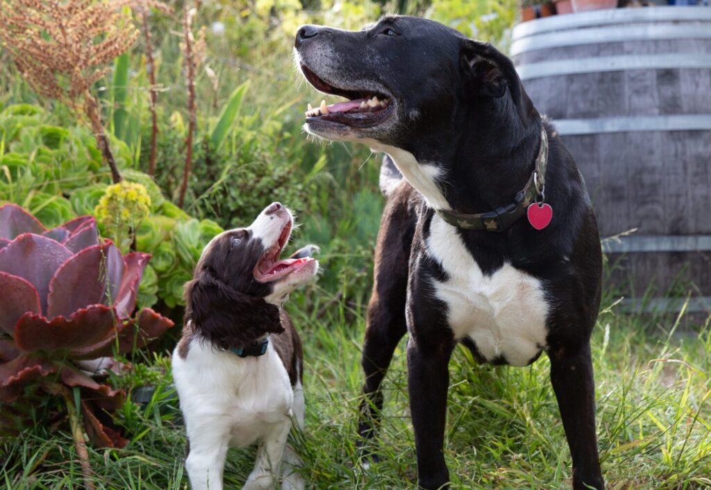 We exported two pet dogs to India.