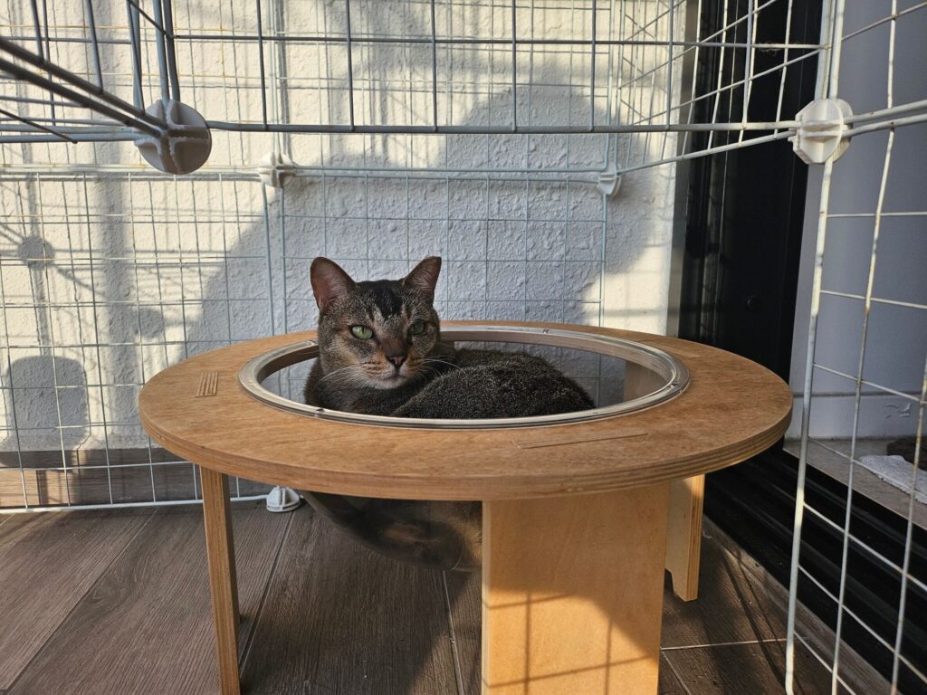 One beloved cat was imported from Singapore to Japan.