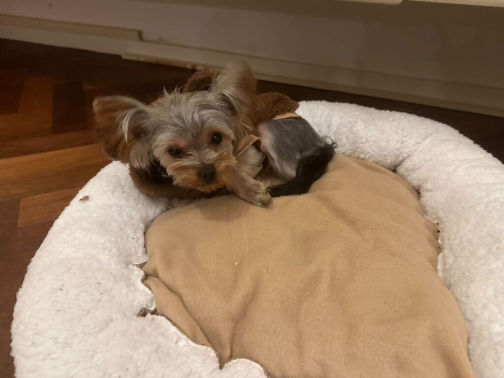 One of our dogs was exported to Holland.