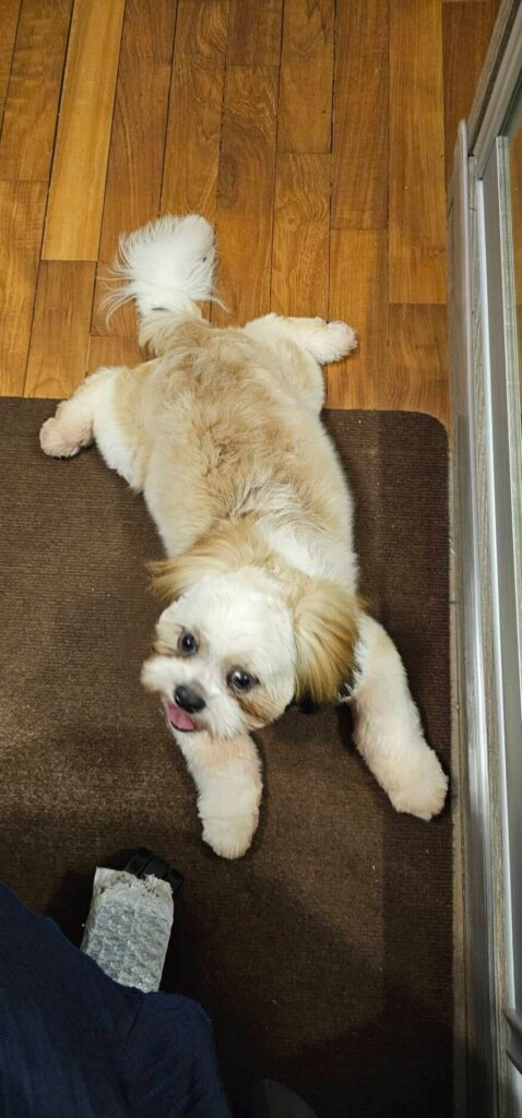 Exported one of our dogs to Singapore.