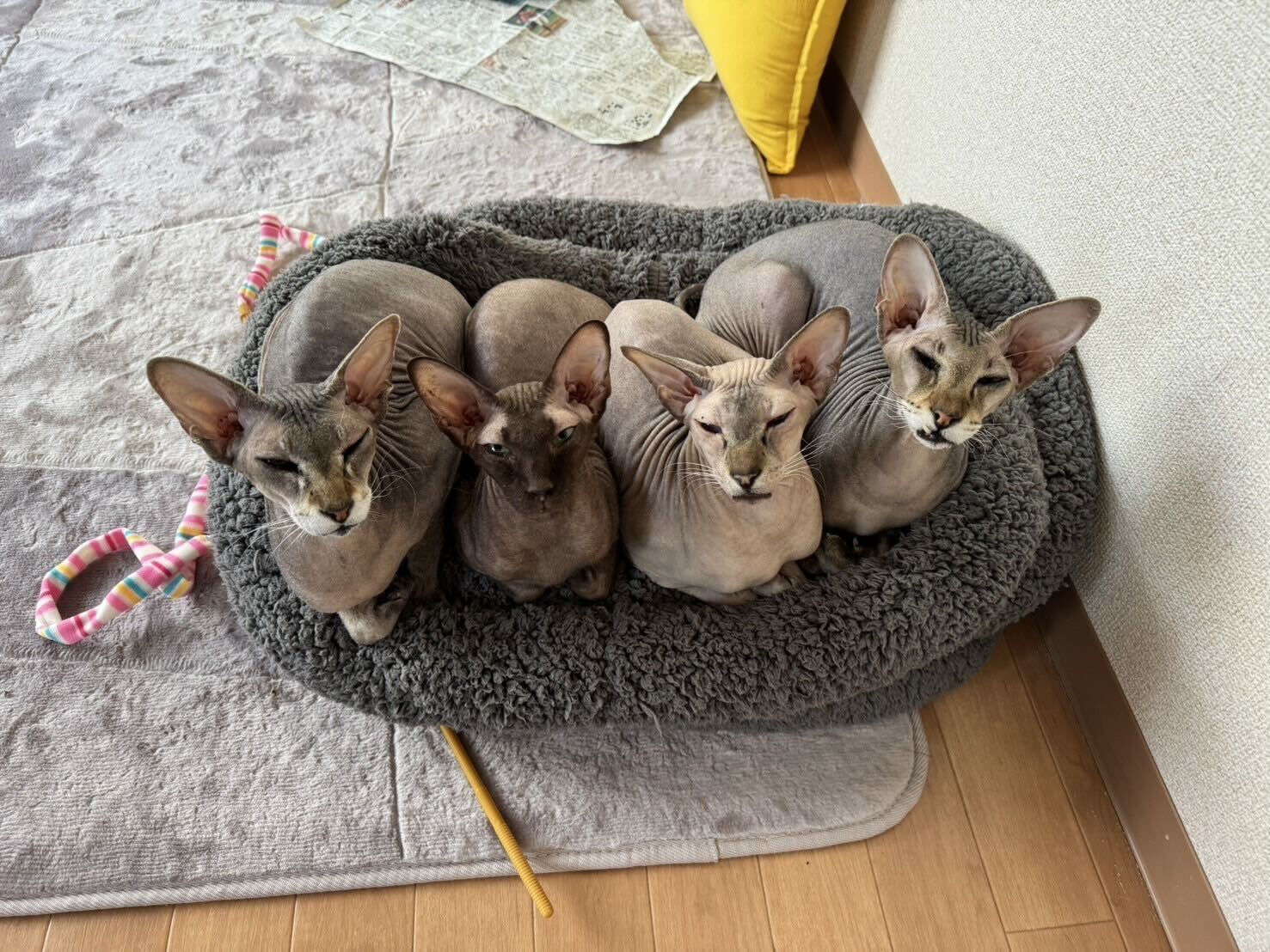 He traído de Suiza a Japón a mis cuatro queridos gatitos