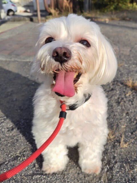 Exported one of our dogs to the U.S.