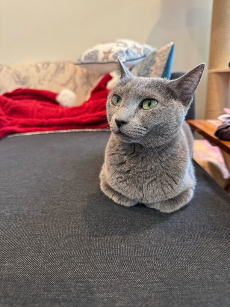 Exported one beloved cat to the U.S.