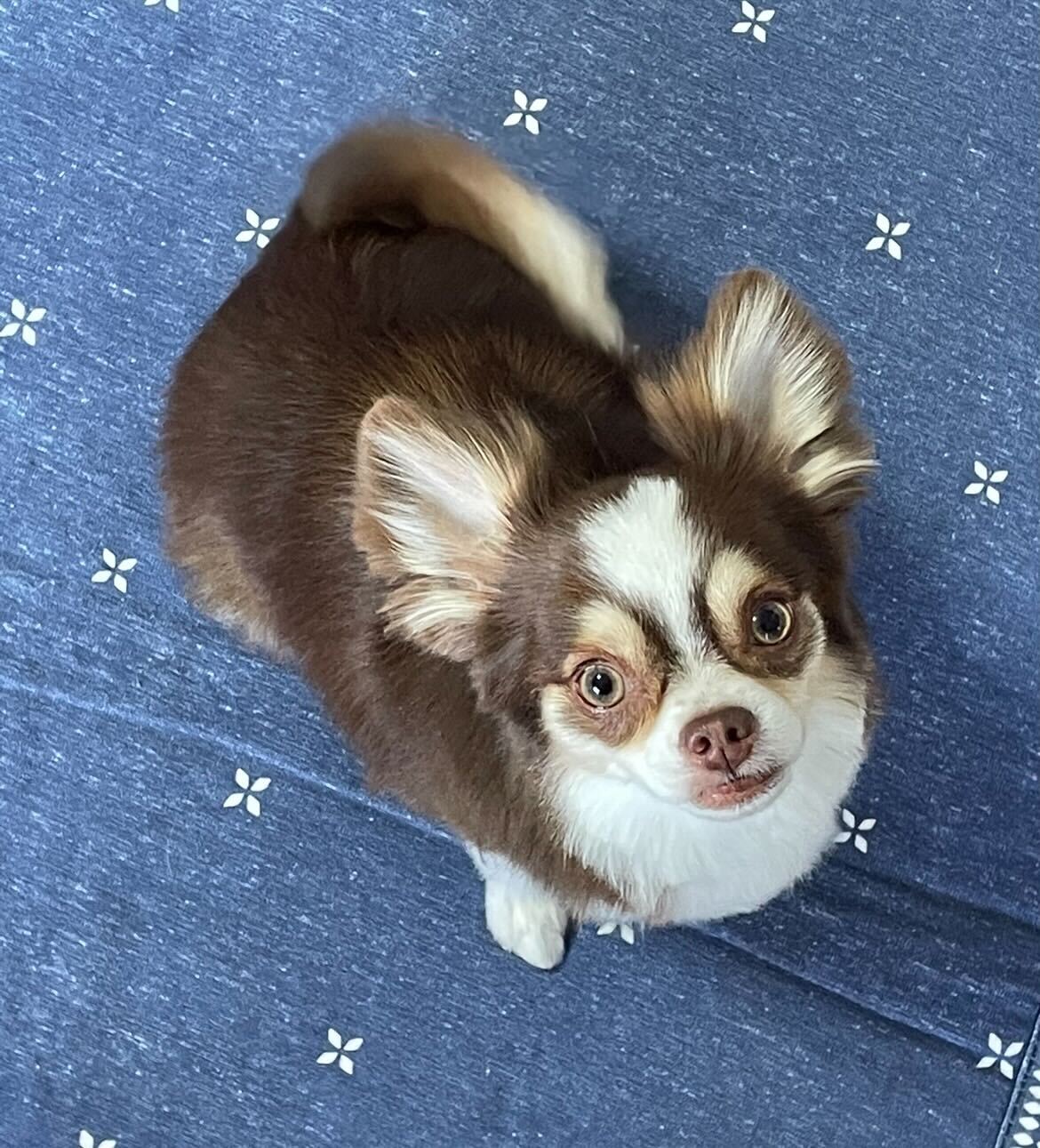 Hemos exportado a Filipinas a mi perrito (un chihuahua)