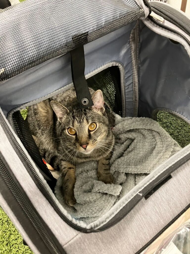 One pet cat (MIX) was imported to Japan.