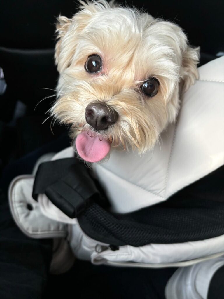 Exported one pet dog (mix dog) to Indonesia