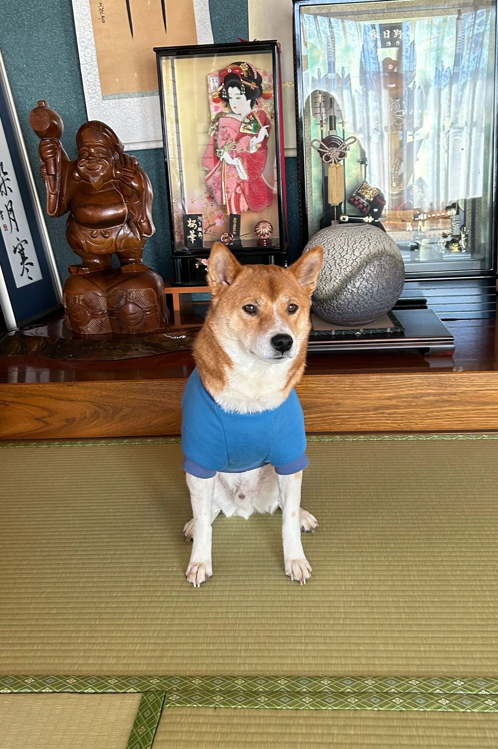 He importado a Japón a mi perrito (un shiba inu)