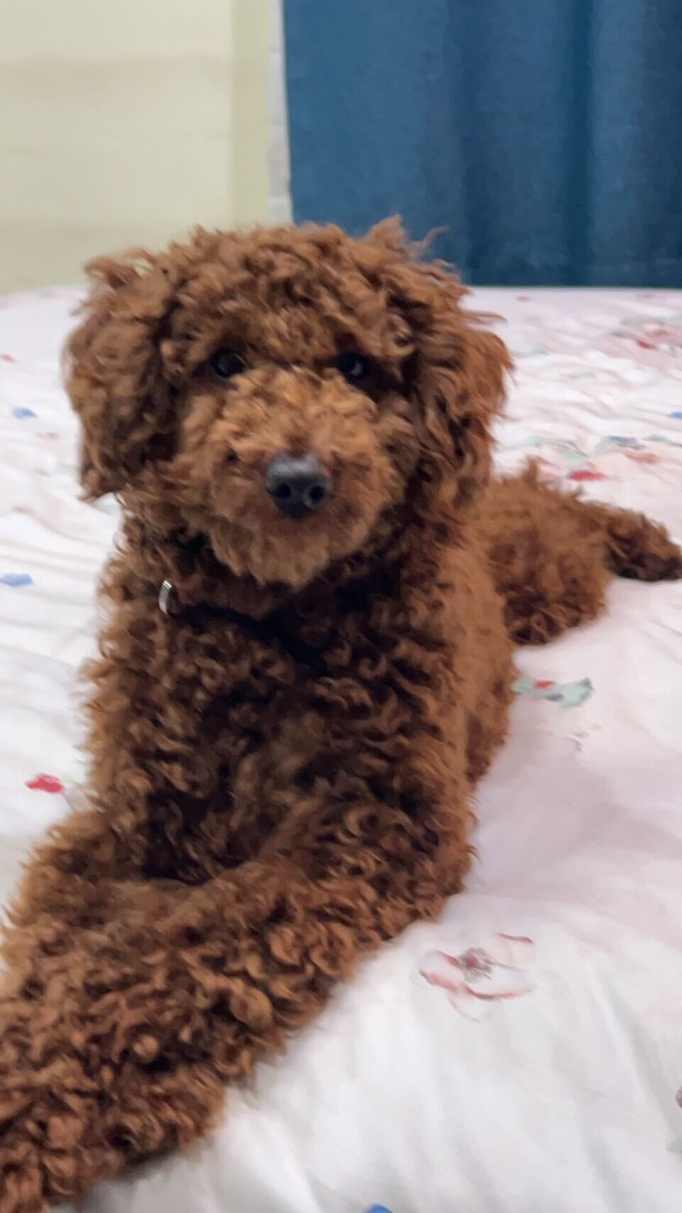 Ich habe meinen geliebten Hund (einen Toy-Pudel) nach Thailand exportiert