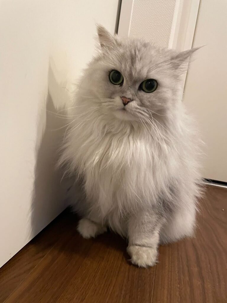 Exported 2 beloved cats (Scottish Fold/Persian) to Indonesia