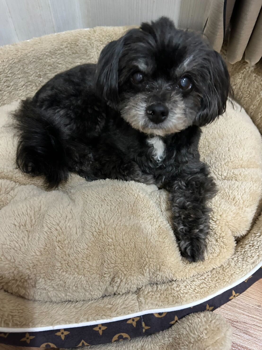 He exportado a Tailandia a mi perrito (cruce de chihuahua y caniche toy)