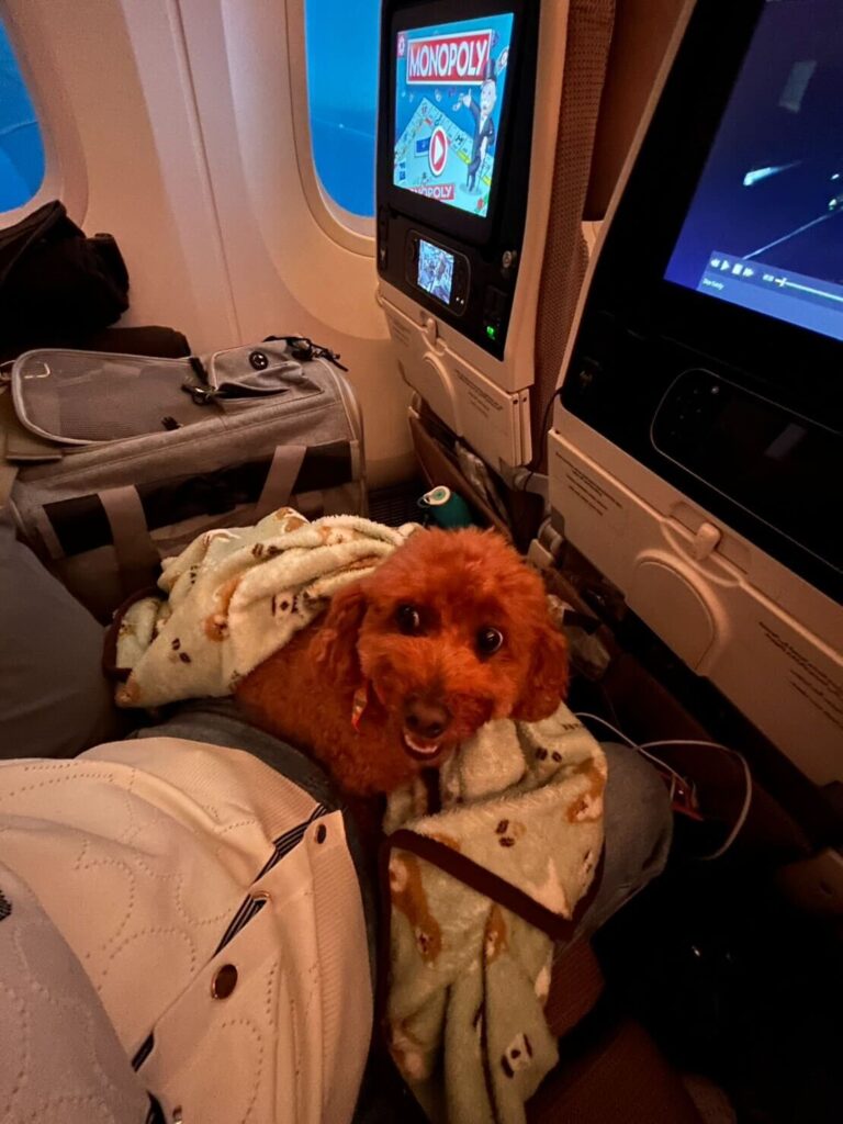 Exported one pet dog (poodle) to UAE (via Abu Dhabi to Dubai)