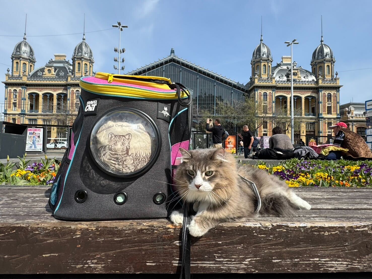 Hemos exportado a Hungría a mi querida gatita (de raza siberiana)