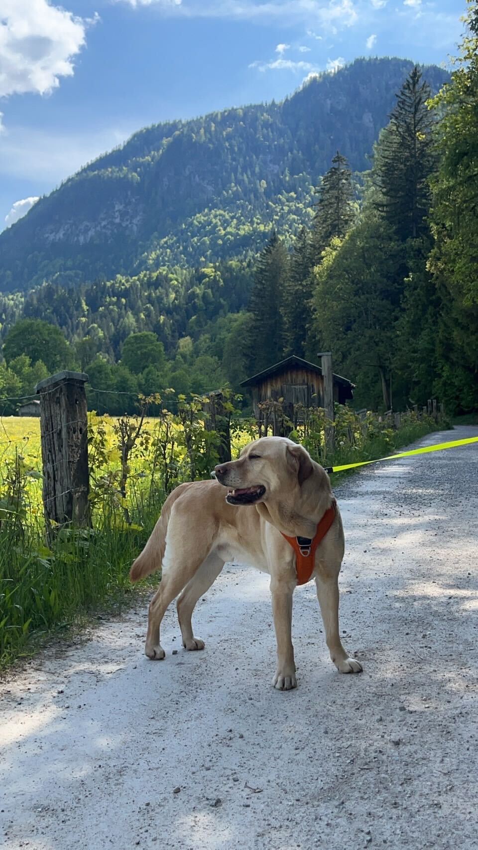 Wir haben einen Labrador Retriever von Japan nach Deutschland (München) exportiert | Umzug ins Ausland