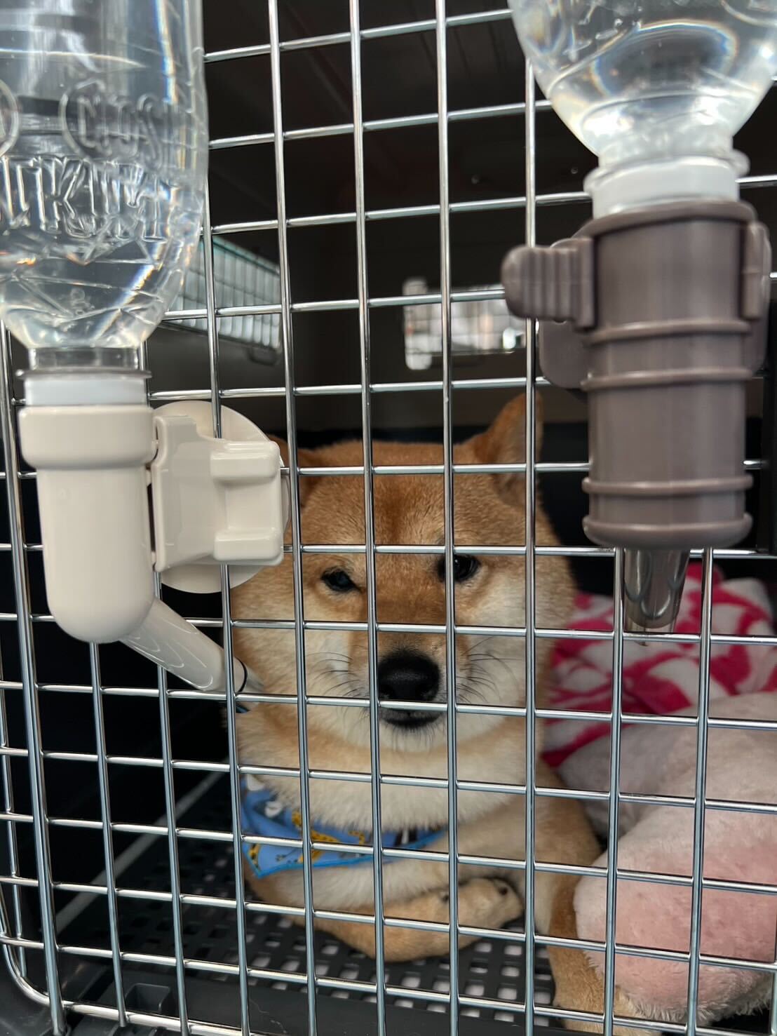 Hemos exportado un perro de raza Shiba Inu de Japón a Brasil | Caso de éxito en el transporte de mascotas con motivo de un traslado al extranjero