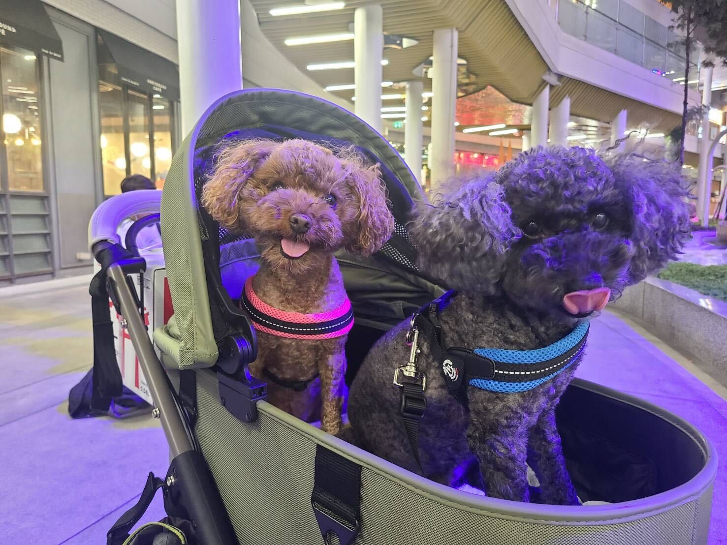 Hemos exportado dos perritos de raza caniche toy de Japón a Tailandia | Emigración