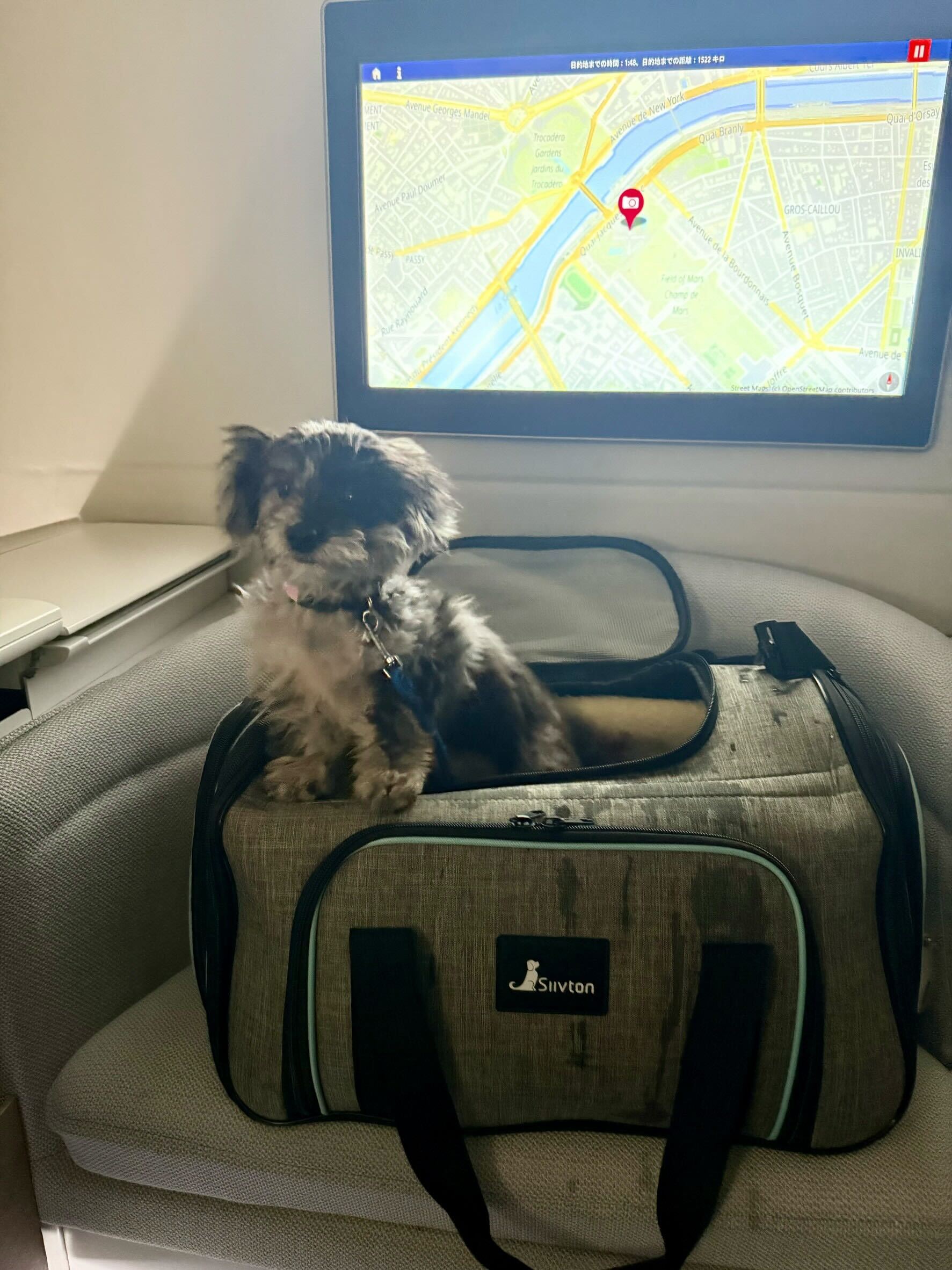 Hemos exportado un perro mestizo de Japón al Reino Unido | Emigración