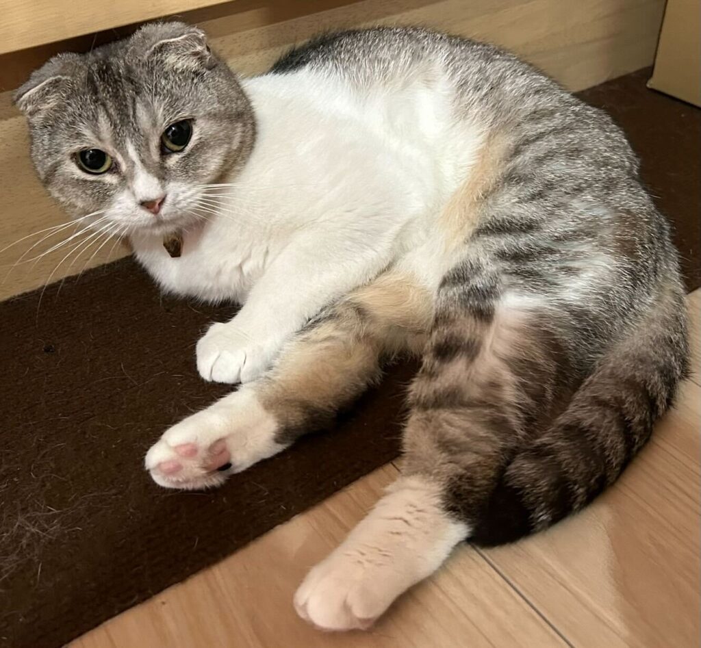 Exported one pet cat (mix) to Malaysia