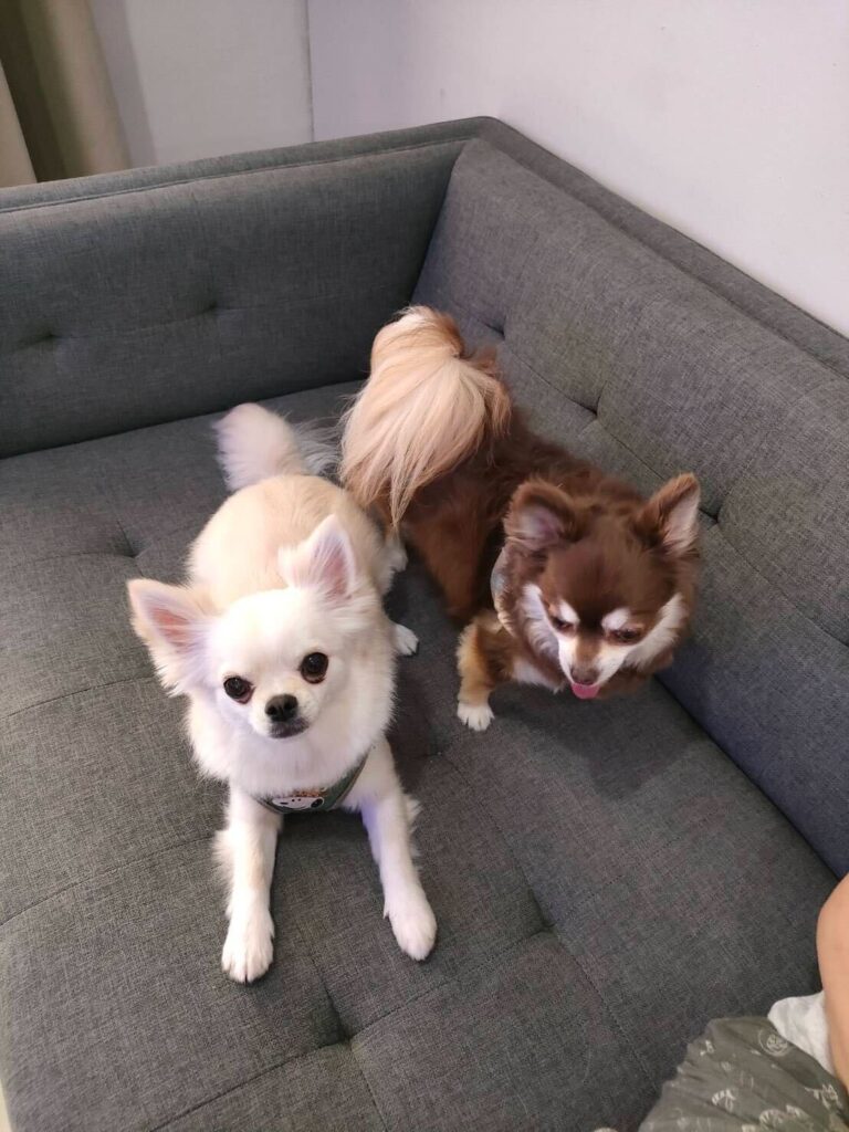We exported two Chihuahuas from Japan to Indonesia.