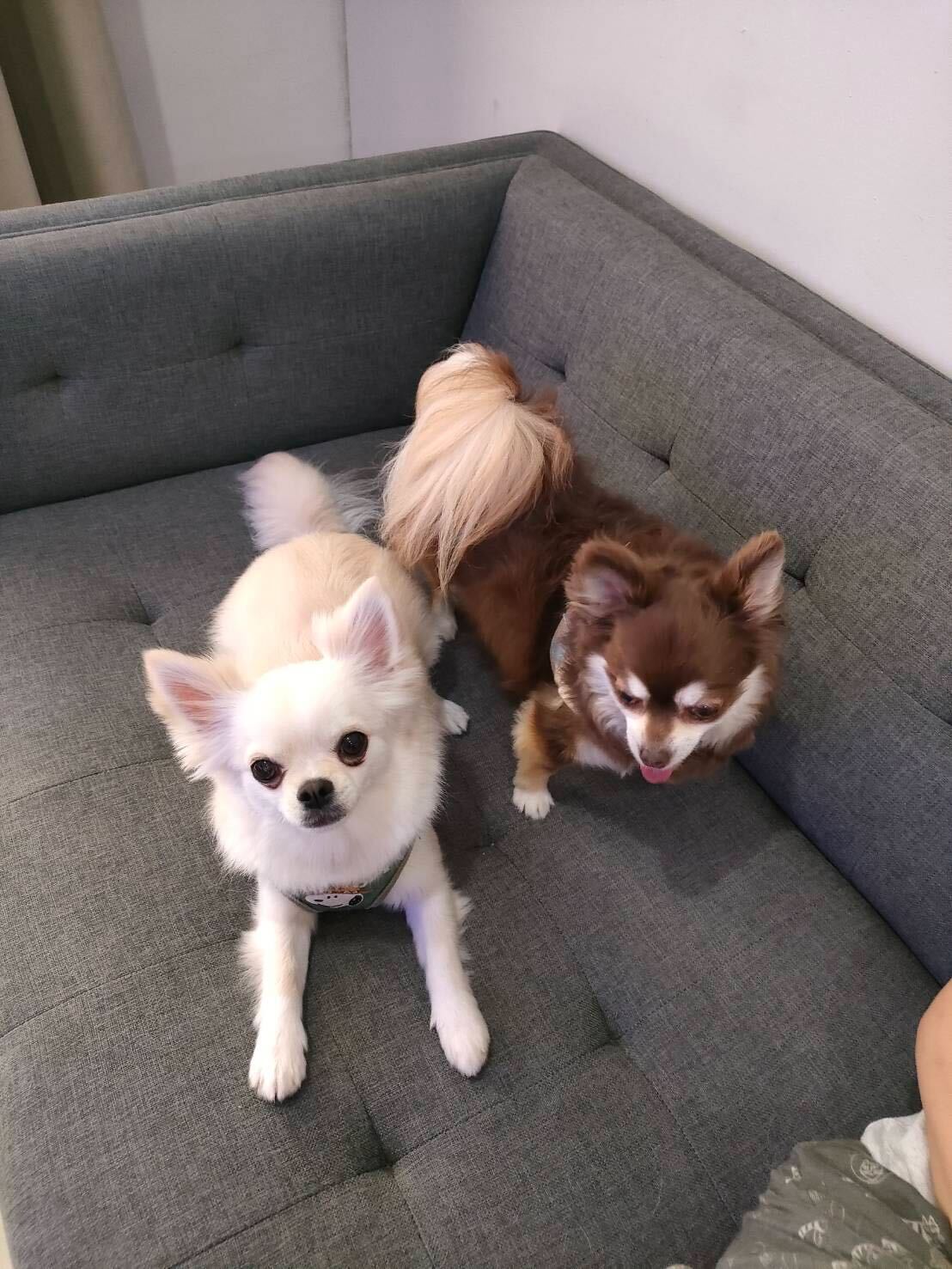 Hemos exportado dos chihuahuas de Japón a Indonesia | Traslado al extranjero