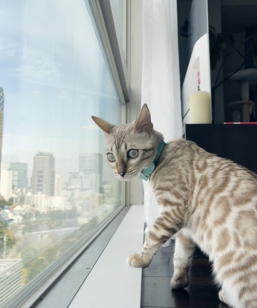 Two Bengal cats were exported from Japan to Dubai.