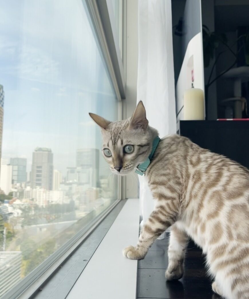 日本からドバイへ、ベンガル猫ちゃん2頭を輸出しました