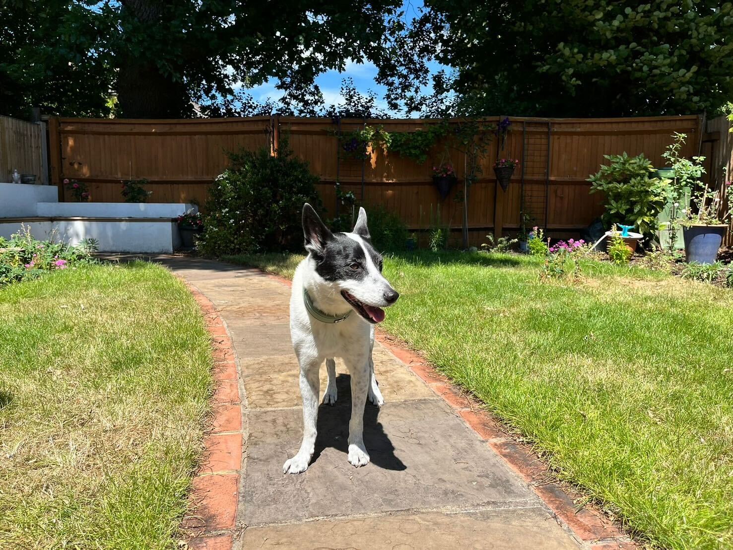 Hemos exportado un perrito mestizo desde Japón al Reino Unido, pasando por Francia
